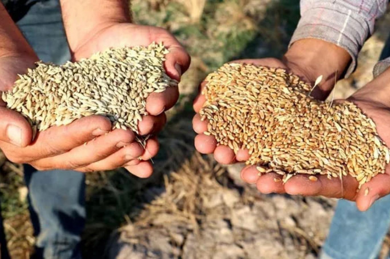 Toprak Mahsulleri Ofisi Alım (Arpa-Buğday) Primi Desteği Başvuru Süresi Uzatılmıştır.