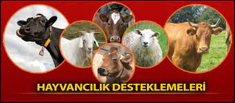 Hayvancılık Desteklemeleri Başvuru Dönemleri